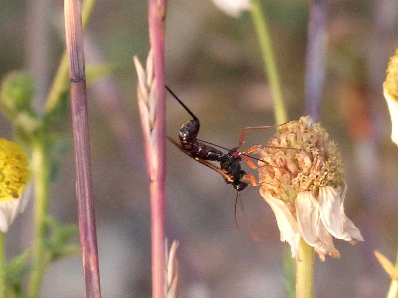 Piccolo Ichneumonidae all''opera